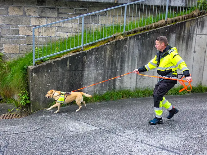 Labrador-Mädchen Cookie bei einer Trainings-Suche