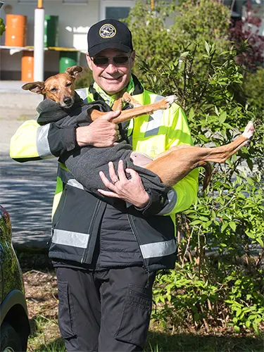 Training: Podenco Andaluz-Mädchen wird buchstäblich auf den Arm genommen.