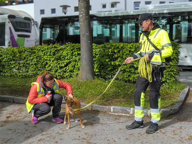 Podenco Analduz Eymy genießt die Streicheleinheit vor ihrem Trail.