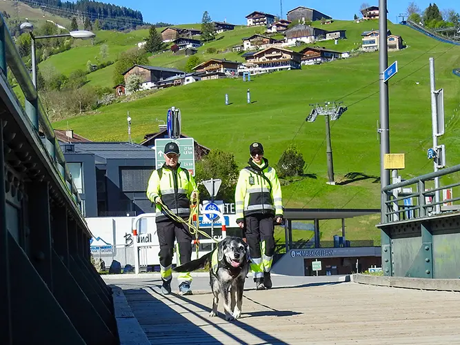 Trainingstage 2026 in Mittersill: Beagle-Labrador-Mix-Mädchen beim Trail