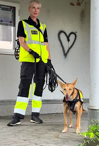 Training: Podenco Andaluz-Bub Lassi wartet geduldig darauf, dass er weitersuchen darf.