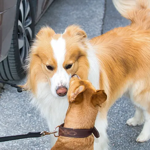 al schnell 'Hallo' sagen: Border Collie Makani und Podenco Andaluz-Bub Lassi.