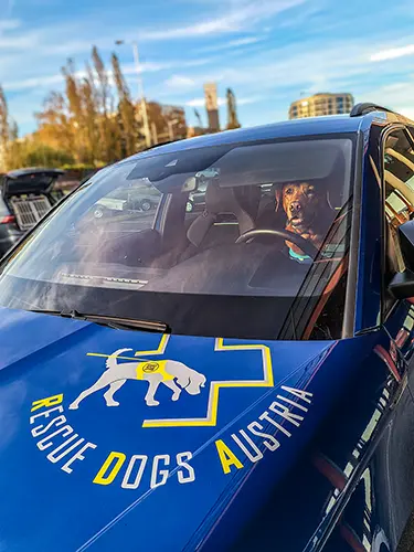 Beim Training: Labrador Lennox wartet im Auto auf dem Fahrersitz auf seinen Einsatz.
