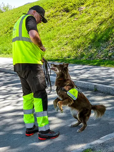 Braves Mädchen! Australian Shepard Maple freut sich auf ihre Belohnung für die erfolgreiche Trainingseinheit