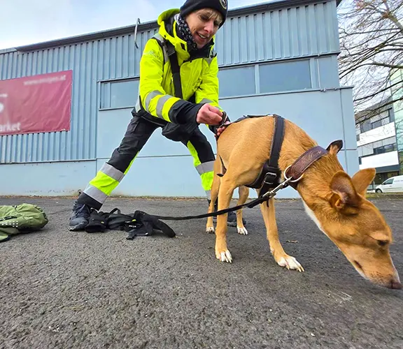 Training: Nachwuchs-Mantrailer Podenco Andaluz-Bub Lassi bekommt das Brustgeschirr angelegt