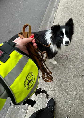 Training: Border Collie-Bub Onyx freut sich auf seinen Einsatz.