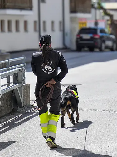 Training: Unbeirrt verfolgt Beauceron-Dame Penny die Duftspur.