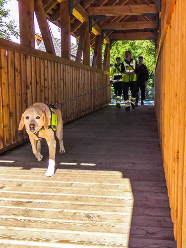 Trainingstage im Lungau: Die Duftspur führt Labrador Gino über eine Holzbrücke.