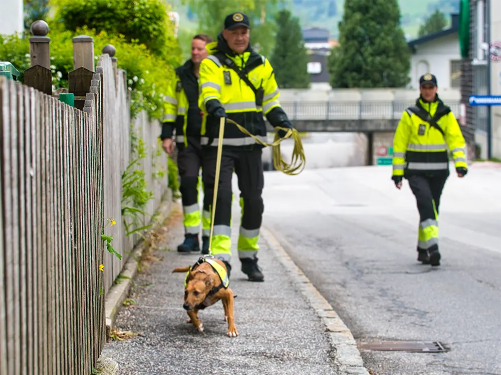Das Podenco Andaluz-Mädchen Eymy verfolgt souverän die Duftspur.