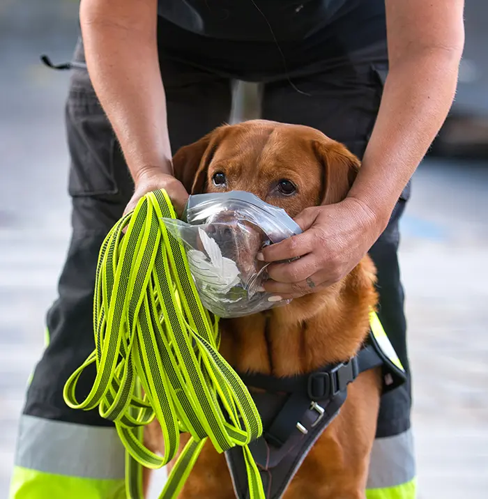 Dem Labrador Lennox wird der Geruchtsträger angeboten