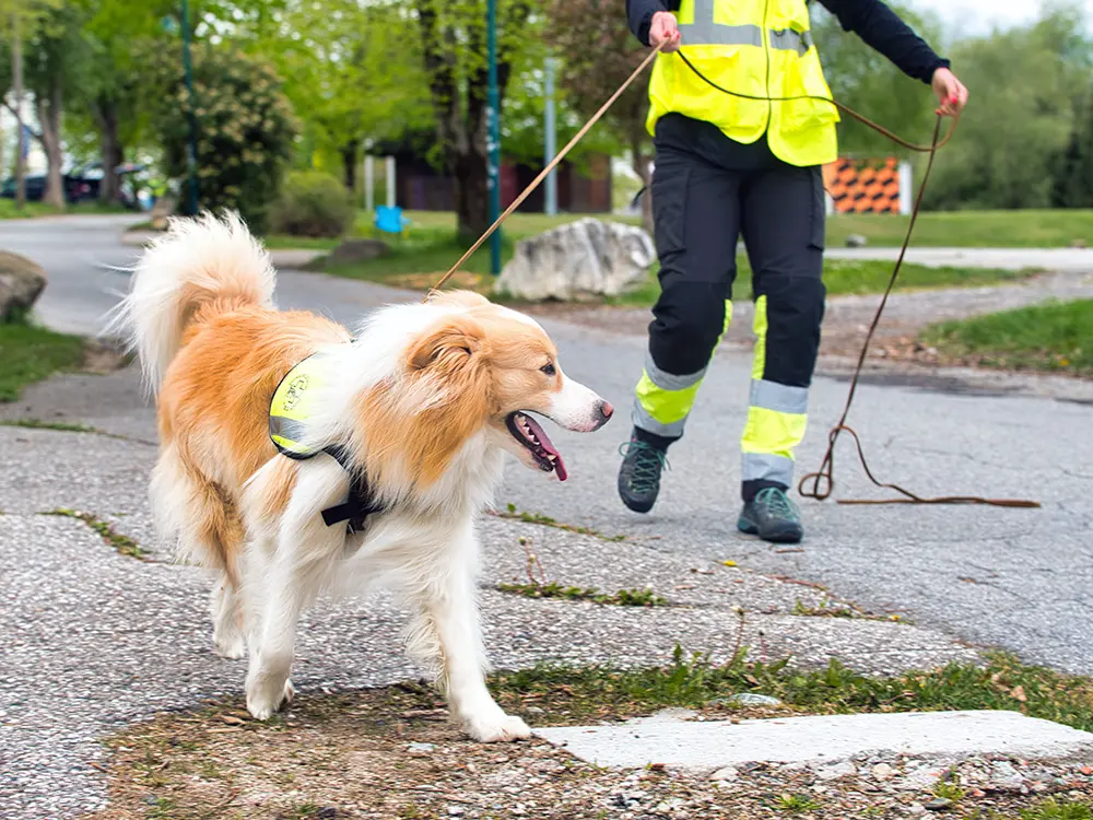 Border-Collie-Rüde Makani erkennt, dass es hier keinen Duft mehr gibt.