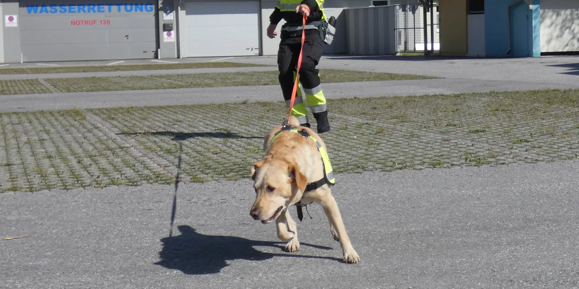 Labrador-Mädchen Cookie kann sich auf ihre Nase verlassen.