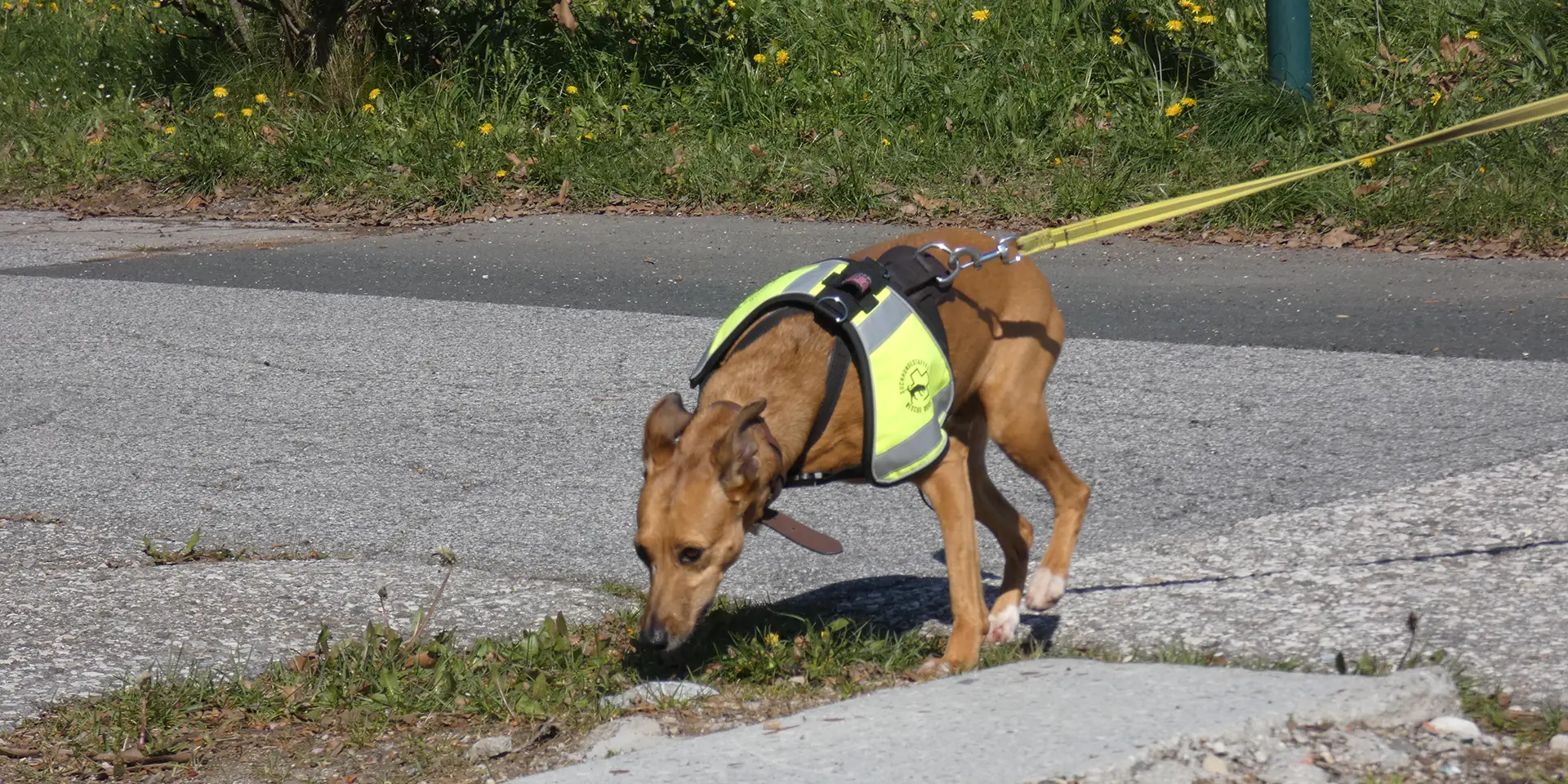 Podenco Andaluz Mädchen Eymy konzentriert sich auf ihre Aufgabe