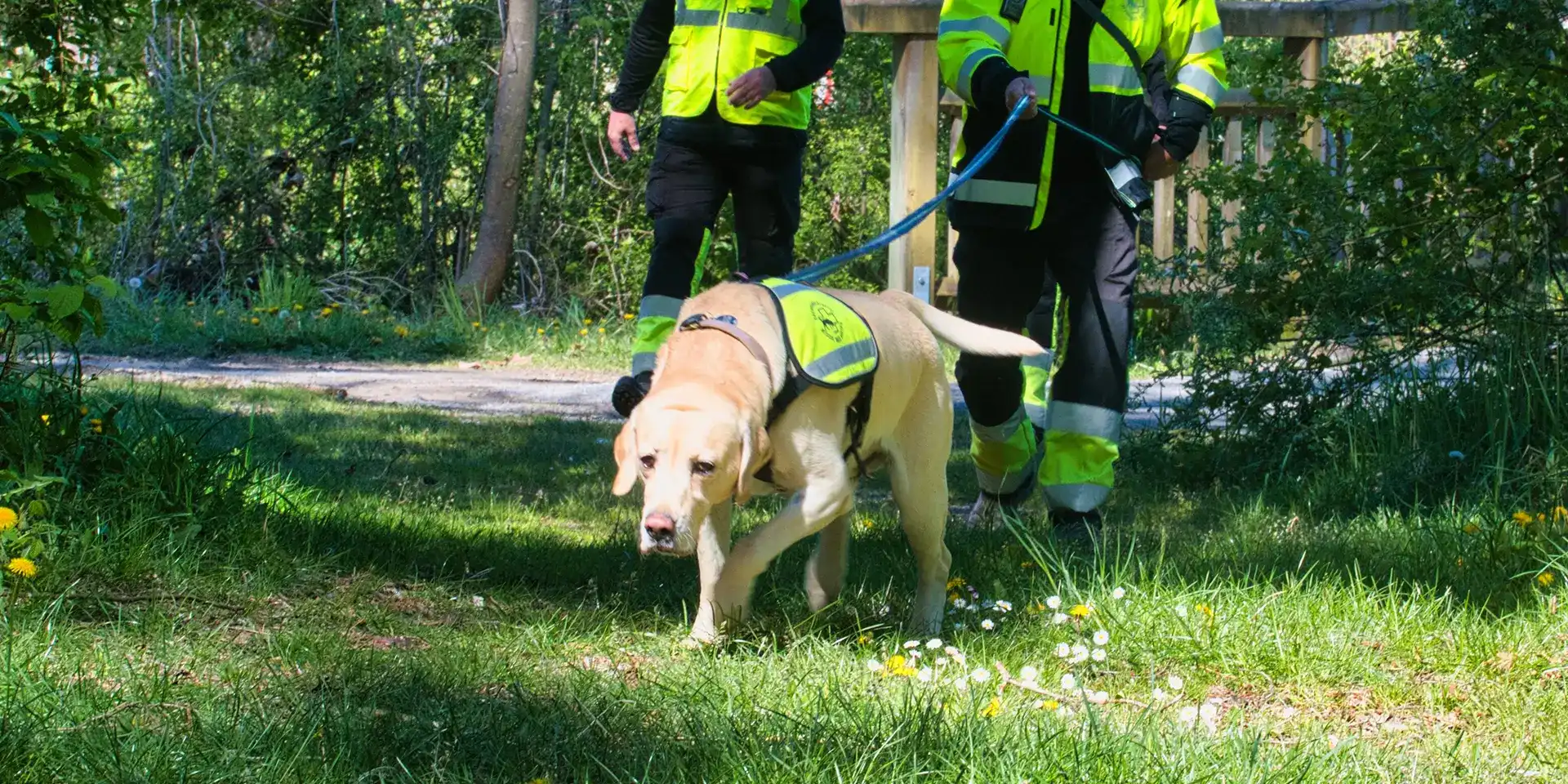 Labrador Gino verfolgt unbeirrt die Spur nach der Suchperson