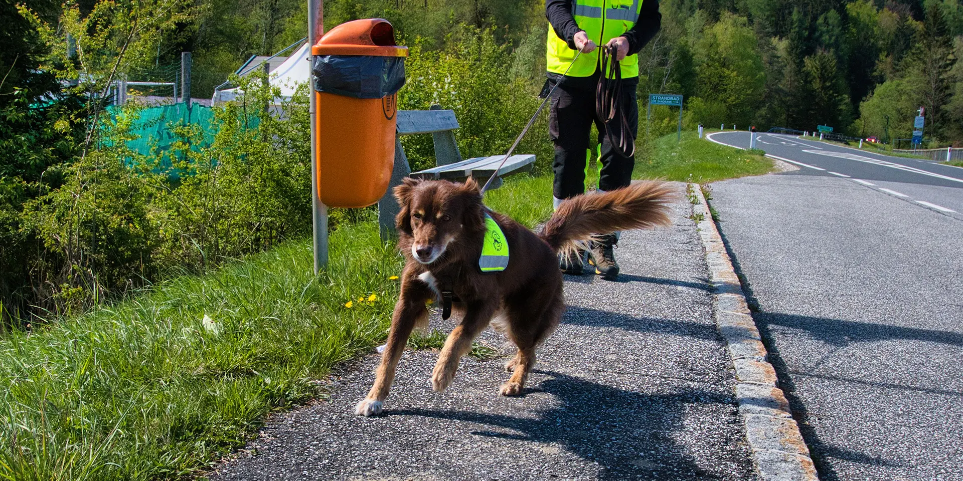 Australian Shepard-Mädchen Maple ist hochmotiviert bei der Arbeit