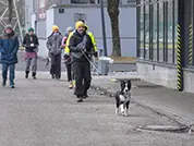 Der Border Collie-Welpe ist begeistert bei der Sache