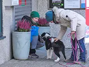 Person gefunden! Dafür wird der Border Collie-Welpe mit Futter belohnt.