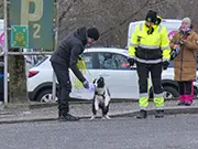 Am Start wird dem Border Collie-Welpen der Duft angeboten.