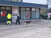 Hund konzentiert bei der Suche am zweiten Seminartag