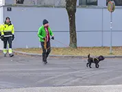 Kleiner schwarzer Hund bei der Suche