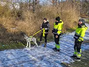 Das Wolfshund-Mädchen kann's kaum erwarten, dass sie weiter suchen darf